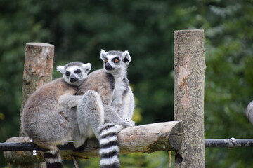 lemurs sat together