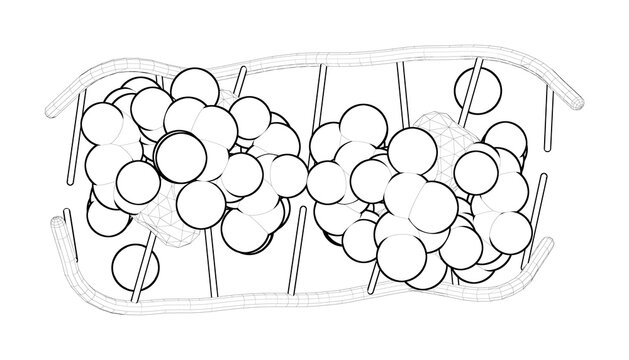 3D Rendering As A Line Drawing Of A Biological Molecule. Cooperative Recognition Of T:T Mismatch By Echinomycin Causes Structural Distortions In DNA Duplex