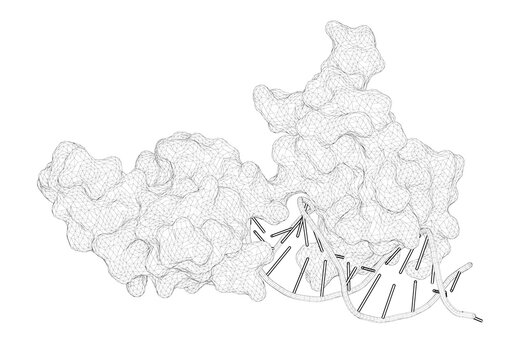3D rendering as a line drawing of a biological molecule. The crystal structure of the DNA-binding domain of yeast RAP1 in complex with telomeric DNA.