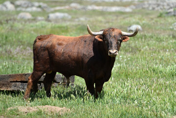 un toro español en una ganaderia
