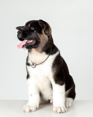 little puppy of american akita breed dog sitting on grey background