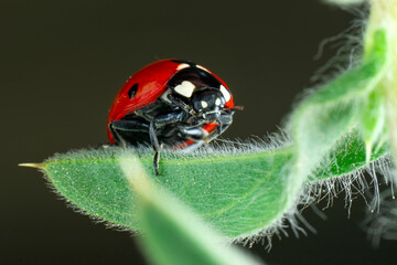 Extreme macro shots, Beautiful ladybug on flower leaf defocused background.