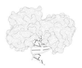 3D rendering as a line drawing of a biological molecule. Active site plasticity of endonuclease VIII: Conformational changes compensating for different substrates and mutations of critical residues