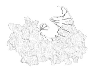 3D rendering as a line drawing of a biological molecule. TATA Element Recognition by the TATA Box-Binding Protein Has Been Conserved Throughout Evolution