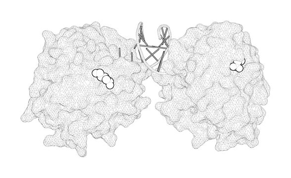 3D Rendering As A Line Drawing Of A Biological Molecule. Reversal Of DNA Damage Induced Topoisomerase 2 DNA-protein Crosslinks By Tdp2.