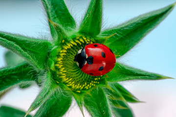 Extreme macro shots, Beautiful ladybug on flower leaf defocused background.