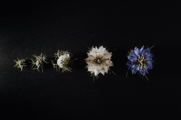 Progression of a flower in phases and stages from its bud to its open flower opening with the petals, isolated on black background