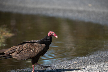 Turkey Vulture