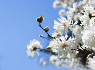 Beautiful white magnolia flowers on blue sky. Selective focus, space for text. 