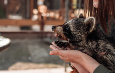 Shallow focus of a person holding an adorable raccoon in a zoo under the sunlight