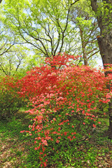 森林に群生するヤマツツジの花　埼玉県二本木峠