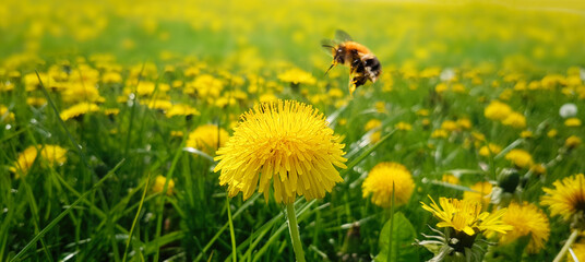 Floral dandelion meadow with Bee collects nectar