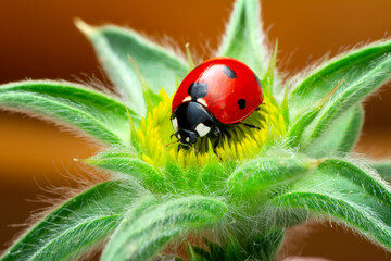Extreme macro shots, Beautiful ladybug on flower leaf defocused background. © blackdiamond67