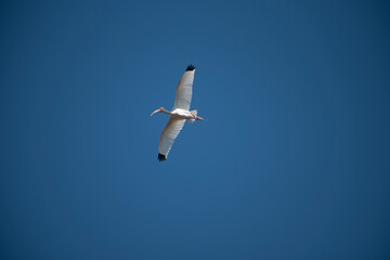 White Ibis