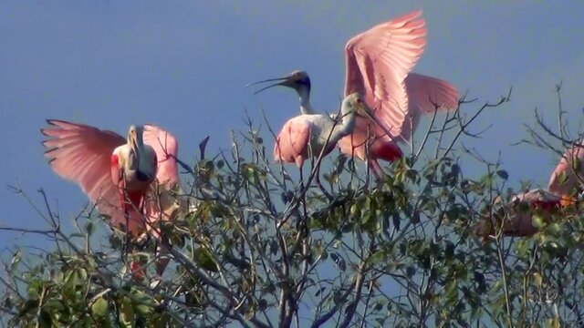 Spoombill wading birds (Platalea ajaja) on a tree at Brazilian Pantanal.