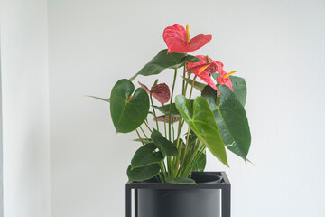 decoration of plants in apartment house