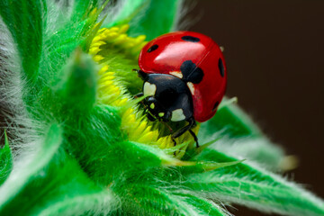 Extreme macro shots, Beautiful ladybug on flower leaf defocused background.