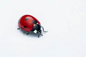 Extreme macro  shots, Beautiful ladybug . isolated on a white background.