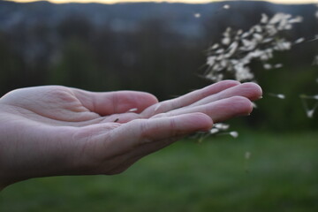 dandelions in a gust of wind in the palm of your hand