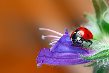 Extreme macro shots, Beautiful ladybug on flower leaf defocused background.