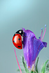 Extreme macro shots, Beautiful ladybug on flower leaf defocused background.