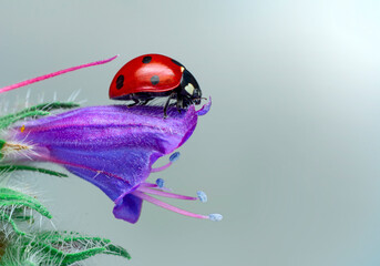 Extreme macro shots, Beautiful ladybug on flower leaf defocused background.