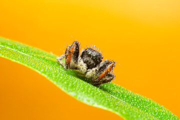 Close up  beautiful jumping spider  
