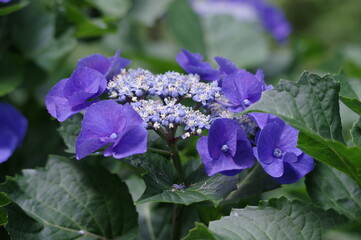 flowers in the garden