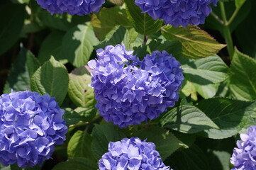 blue hydrangea flowers