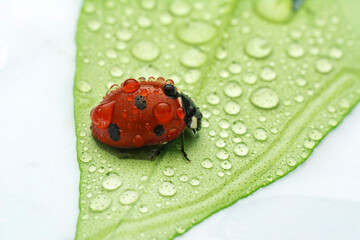 Extreme macro shots, Beautiful ladybug on flower leaf defocused background.