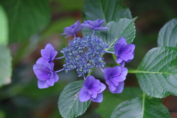 flowers in the garden