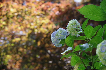 flowers in the garden
