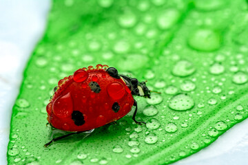 Extreme macro shots, Beautiful ladybug on flower leaf defocused background.