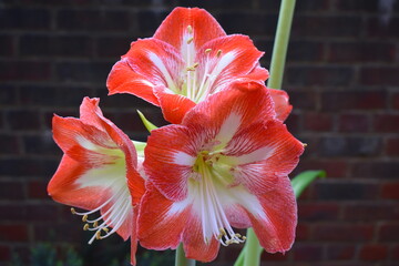 Amaryllis Bulbs are hefty some as large as softballs shipped from Holland or South America producing 2 flower stalks with up to 5 blooms each Select and buy a big bulb as it will have the most flowers