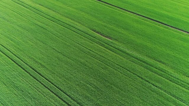 Flying through a green field in spring on a sunny day