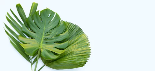 Fotobehang Monstera Tropische palmbladeren met monstera plant blad op wit