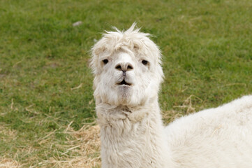 Close-up head shot of a white alpaca sitting on the green grass field.