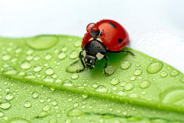 Extreme macro shots, Beautiful ladybug on flower leaf defocused background.