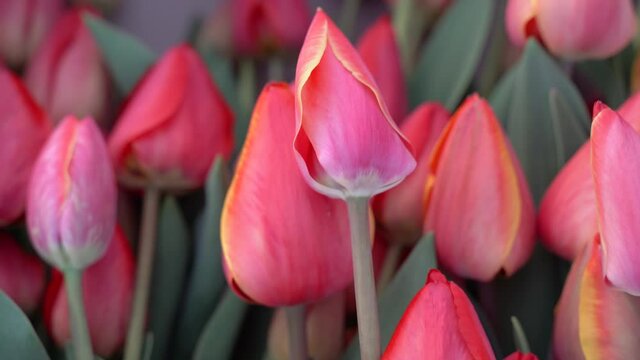 Showing bouquet of tulips upwards from the cut tip to the top of the bud. A bouquet of red tulips on long stems with juicy green petals.