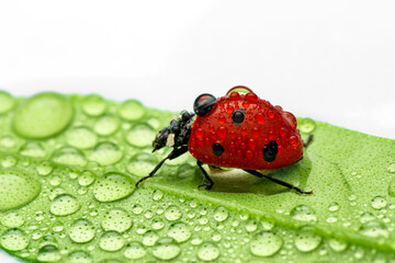 Extreme macro shots, Beautiful ladybug on flower leaf defocused background.