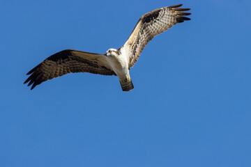 Fototapeta na wymiar Osprey at Manitou Lake