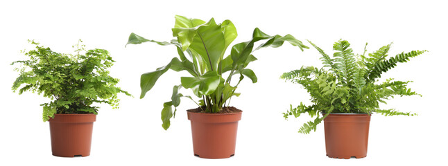 Fototapeta na wymiar Set with beautiful ferns in pots on white background. Banner design