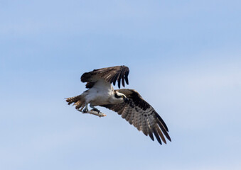 Osprey at Manitou Lake