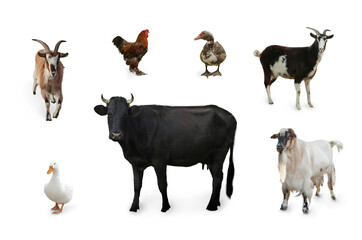 Different farm animals on white background, collage