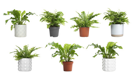 Set with beautiful ferns in pots on white background. Banner design