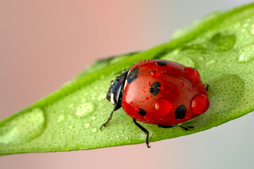 Extreme macro shots, Beautiful ladybug on flower leaf defocused background.