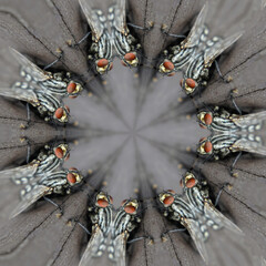 Circle of mutant insects, mandala-like kaleidospopic view of flies