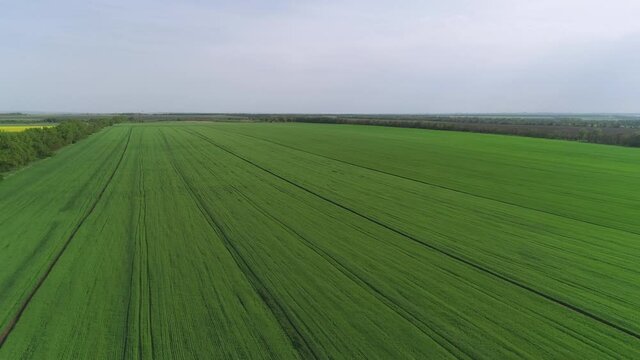 Flying through a green ripening field in spring on a sunny day