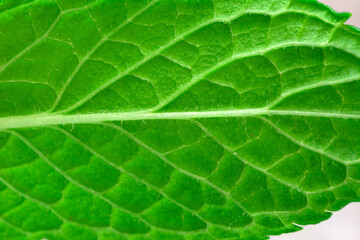 Macro shots, Beautiful nature scene. Closeup beautiful  Frame fresh leaf  background.