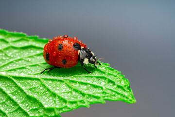 Extreme macro shots, Beautiful ladybug on flower leaf defocused background.